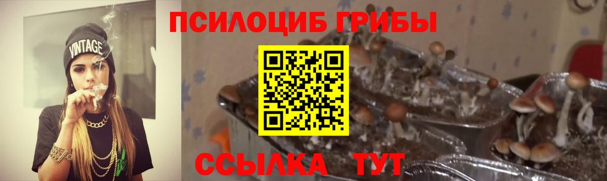 Галлюциногенные грибы Psilocybine cubensis Пугачёв